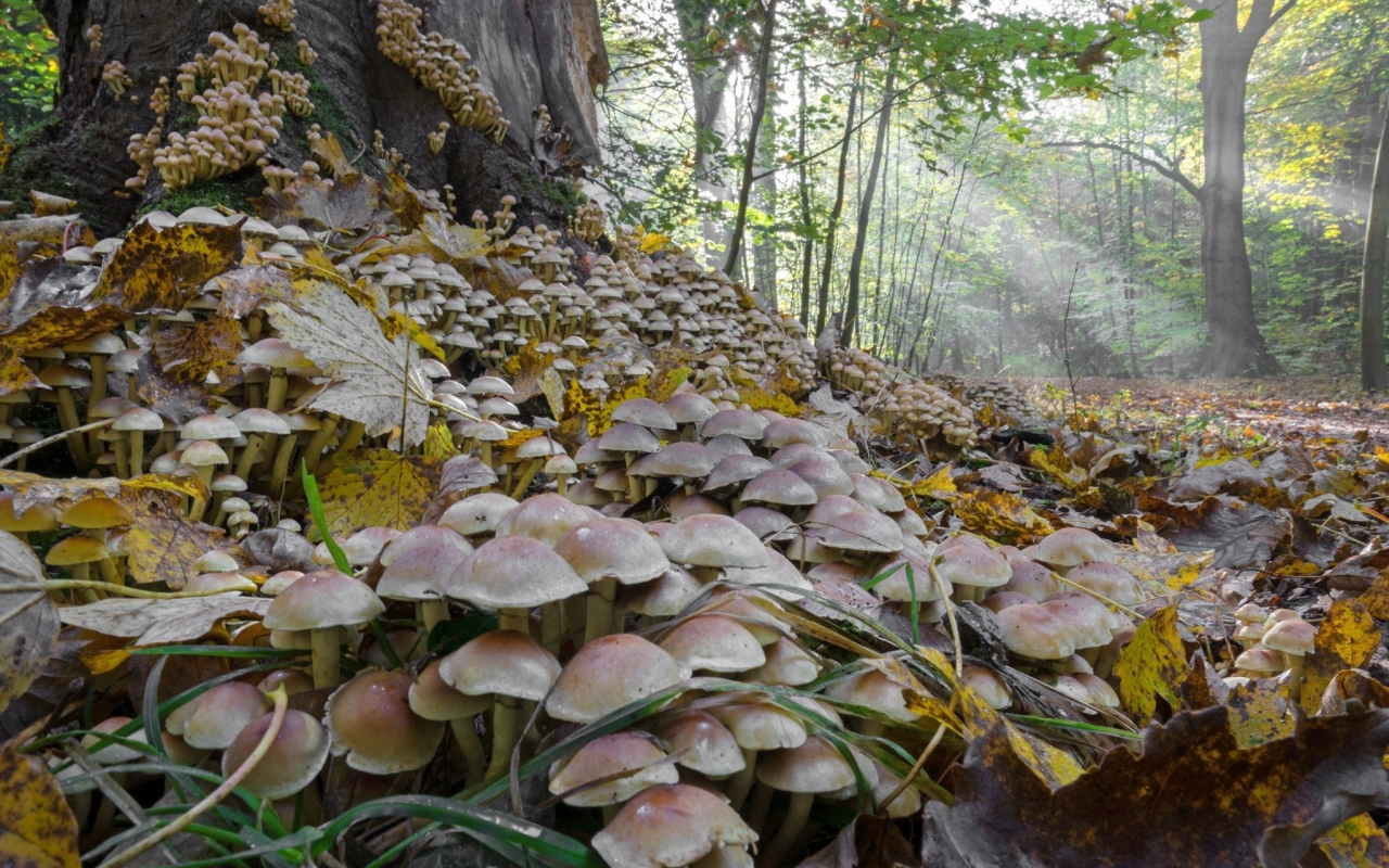 грибы, сырость, осень