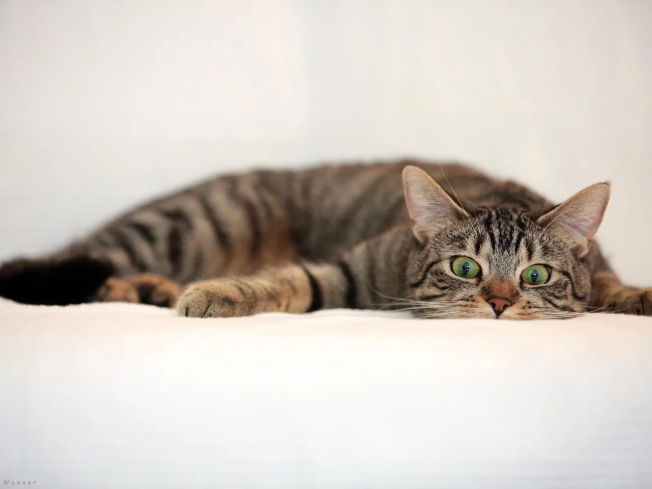 кот, взгляд, усы