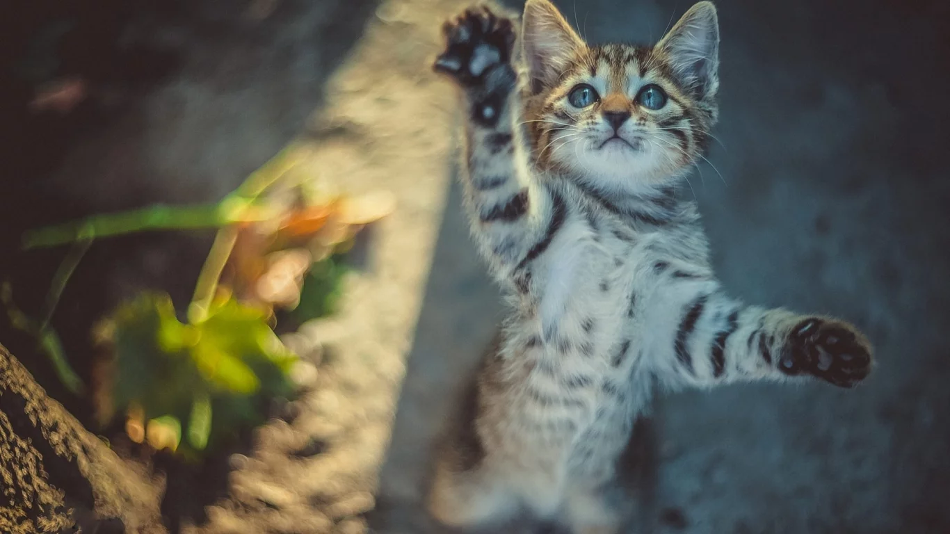 котёнок, маленький
