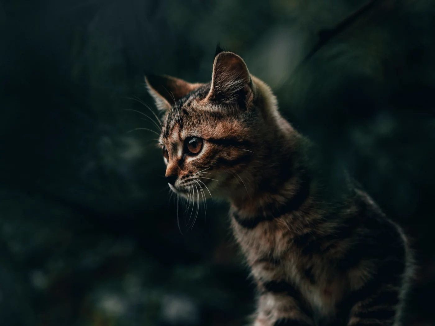 кот, животное