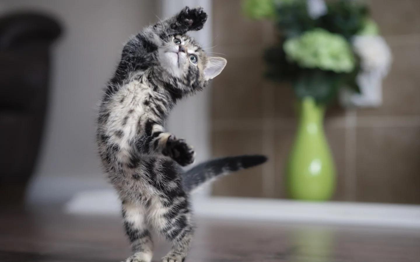 котёнок, маленький