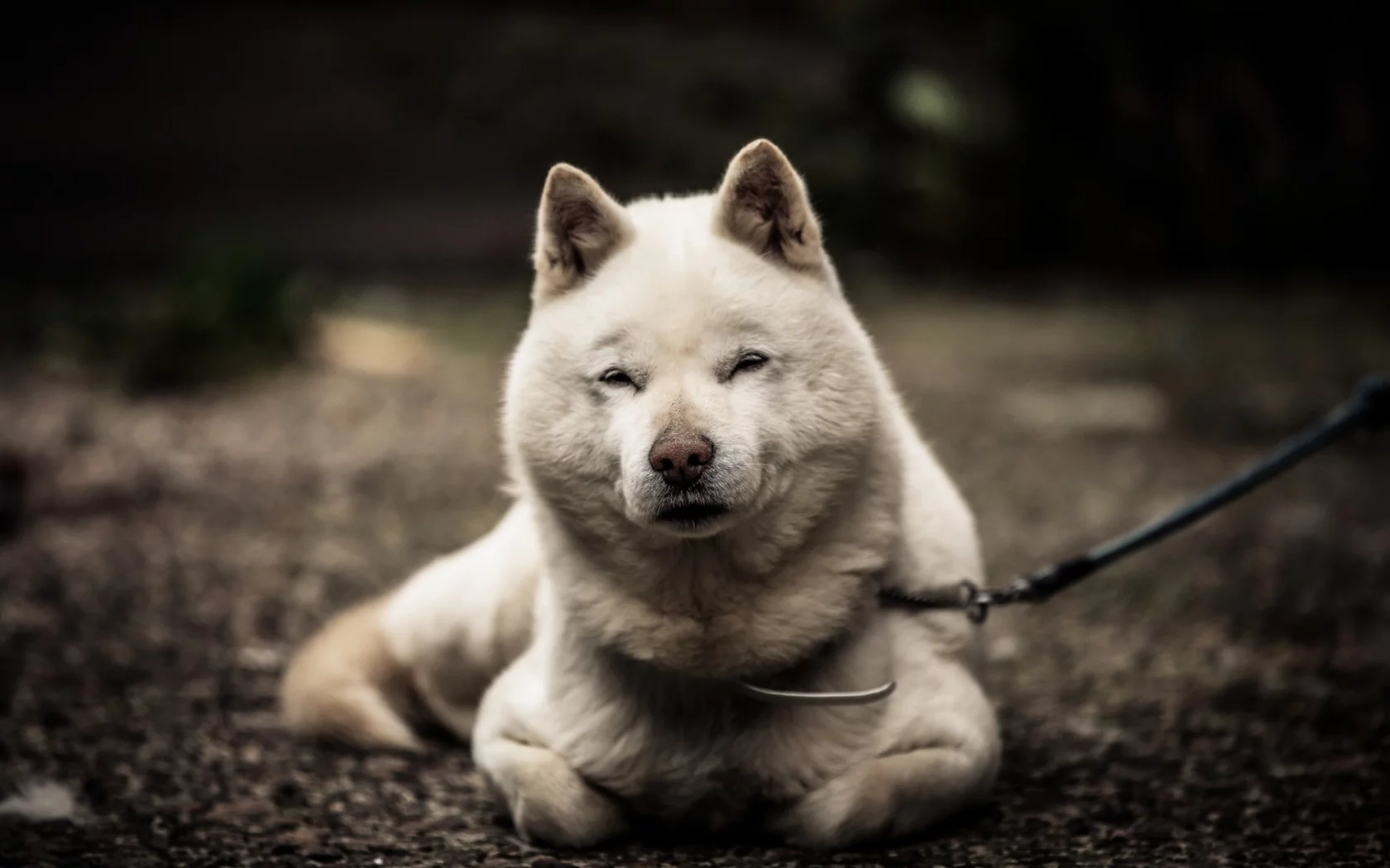 собака, животное