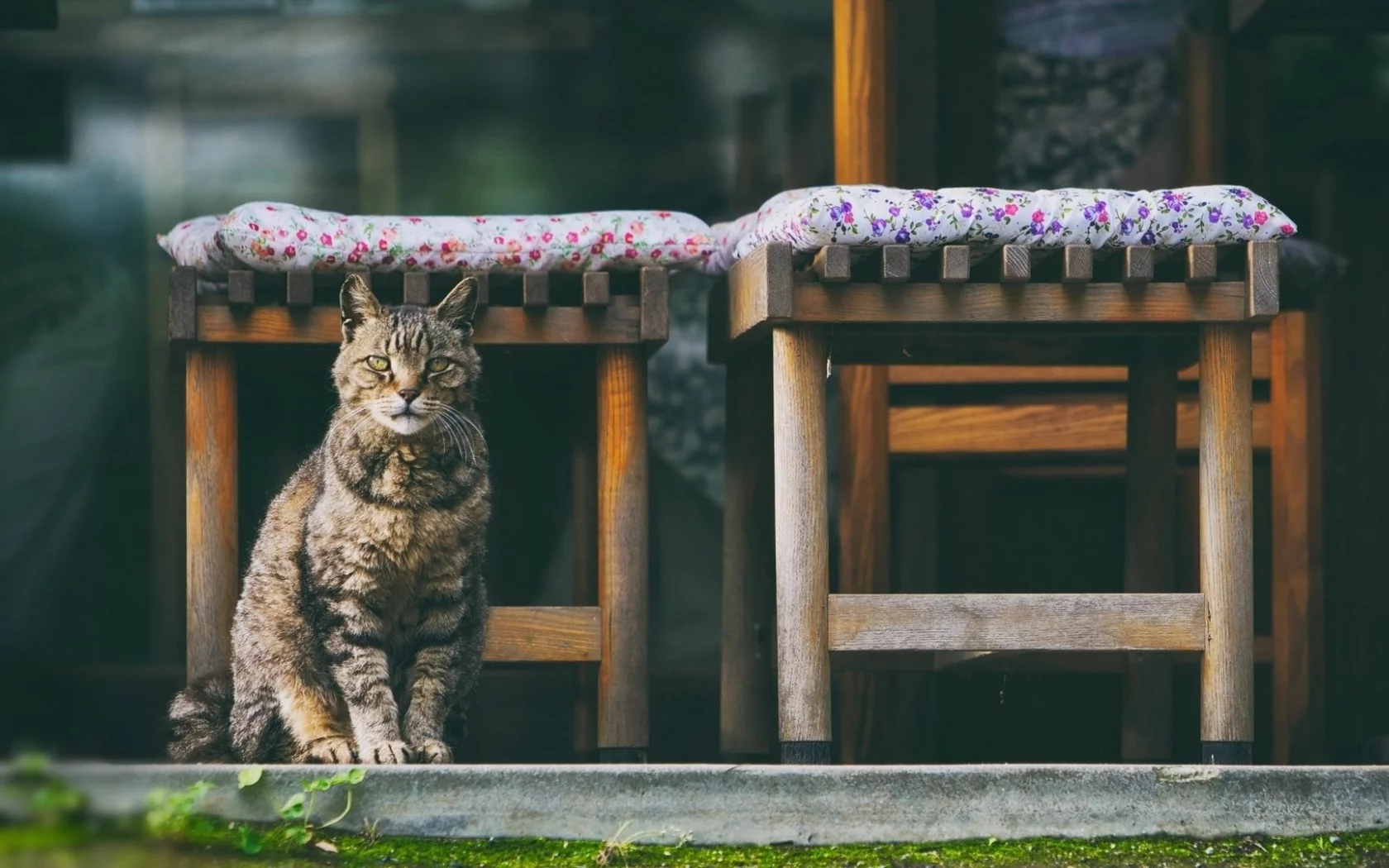 кот, животное, сидит