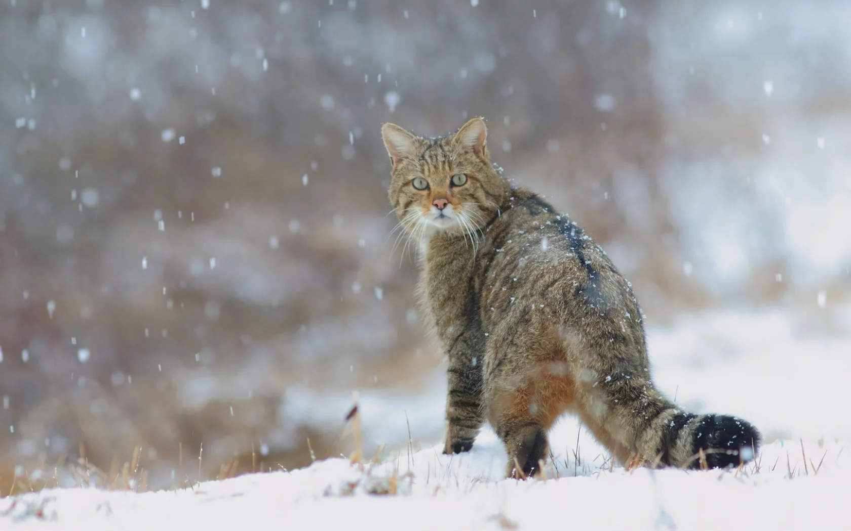 кот, взгляд, снег, зима