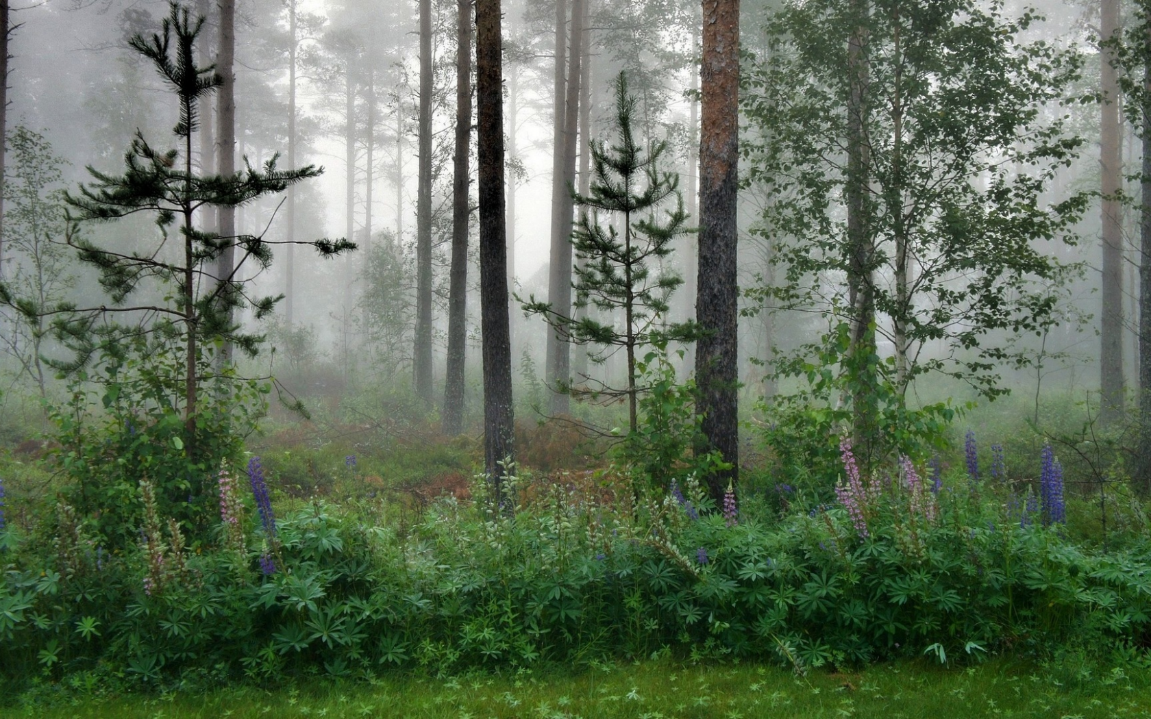 лес, деревья, туман