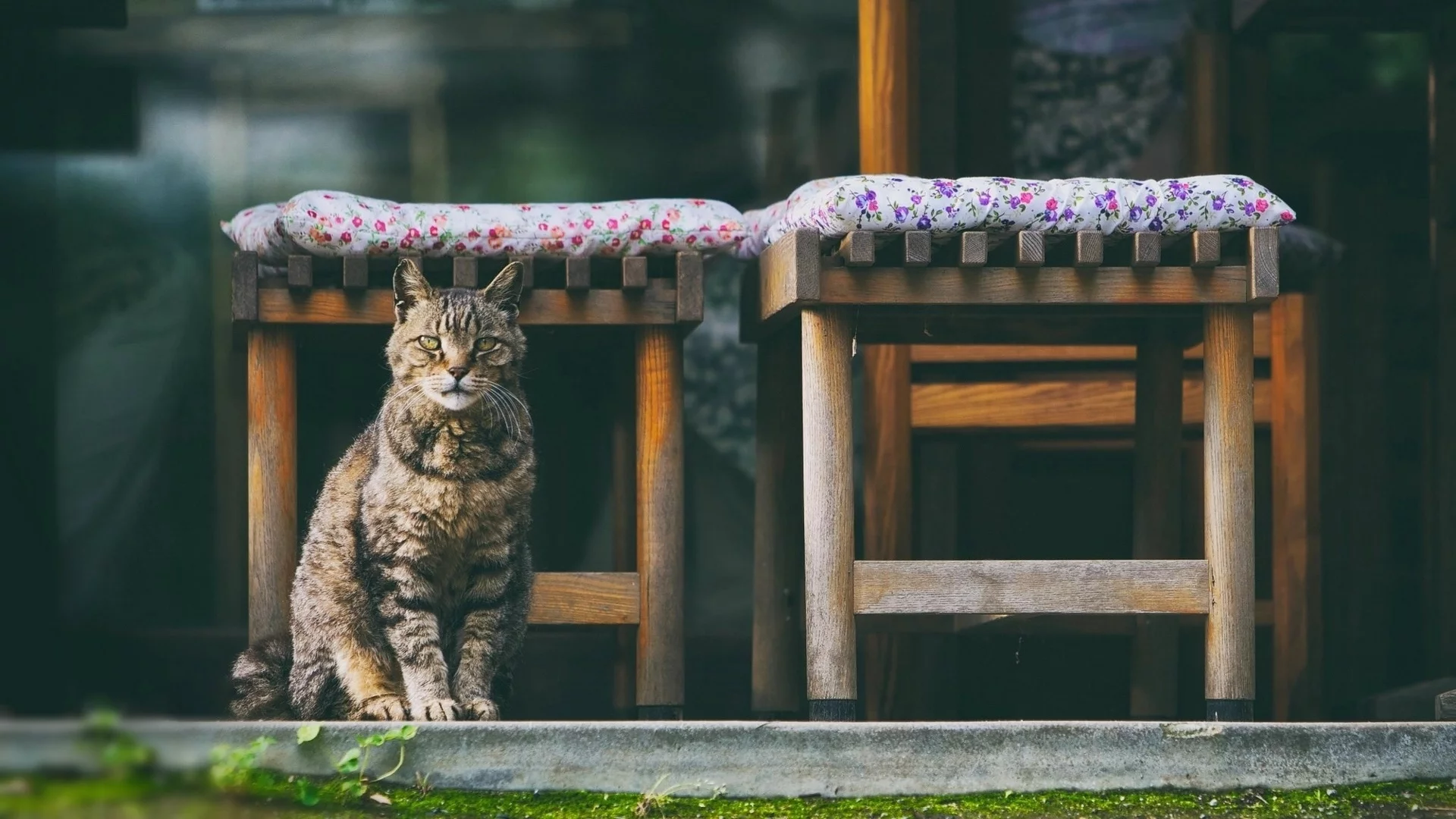 кот, животное, сидит