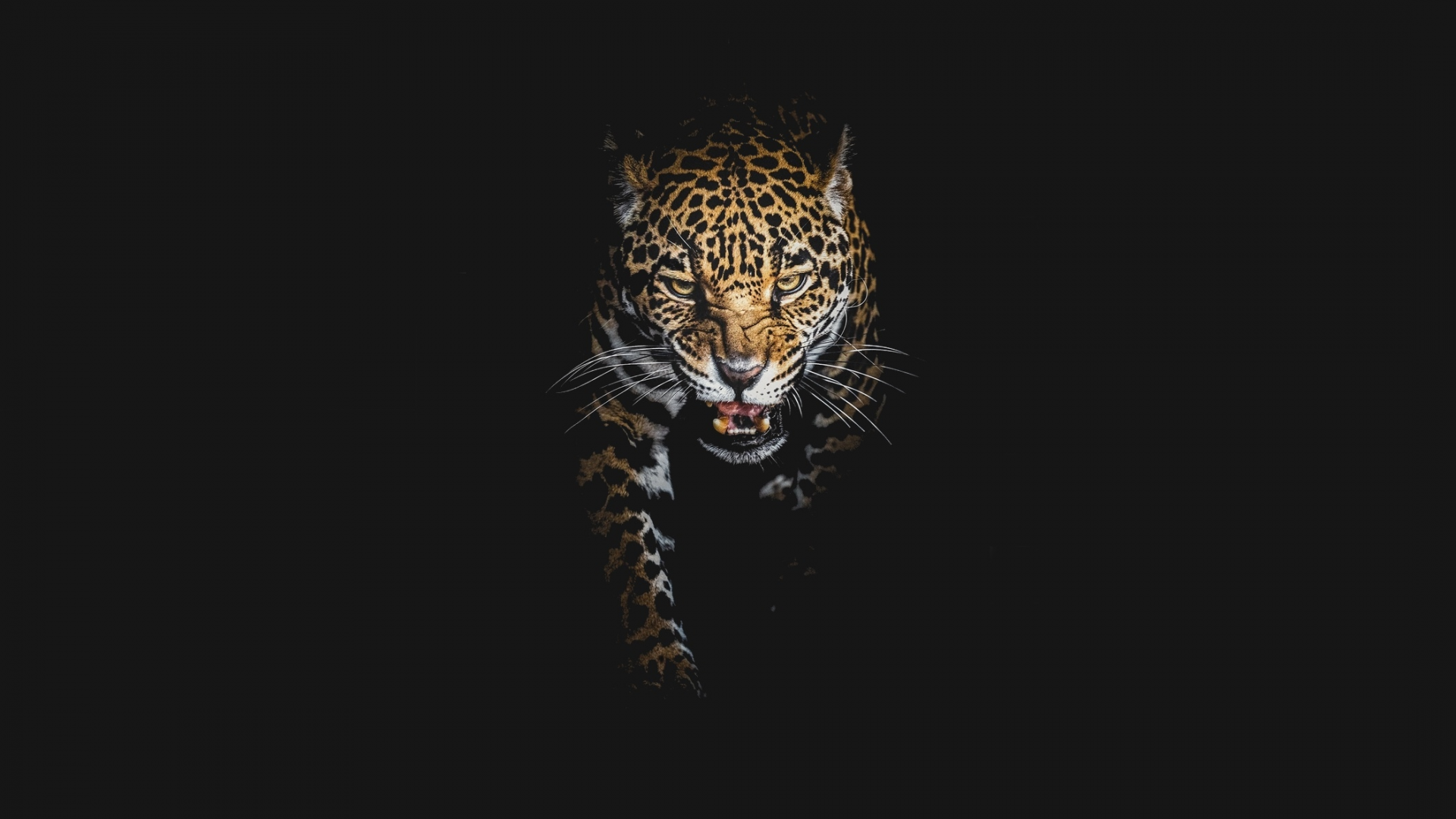 темнота, леопард