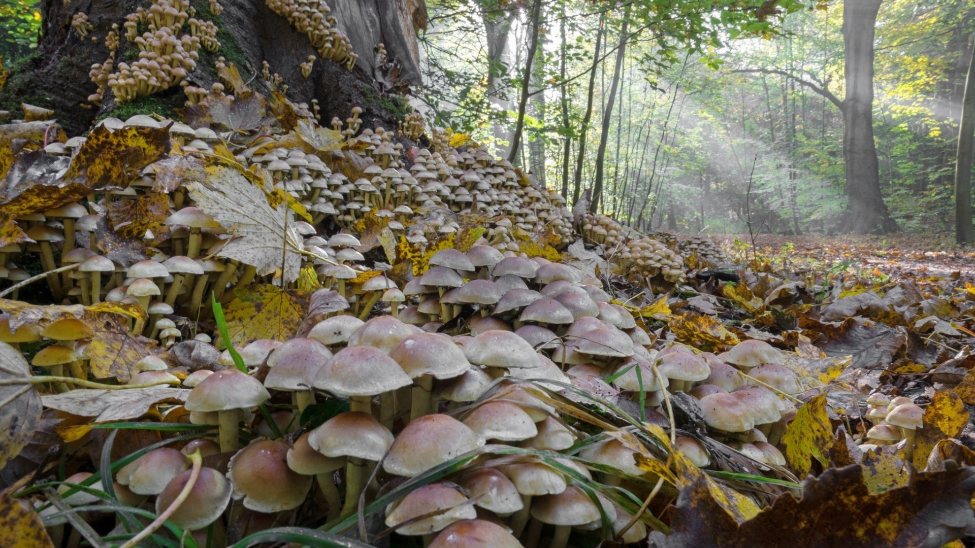 грибы, сырость, осень