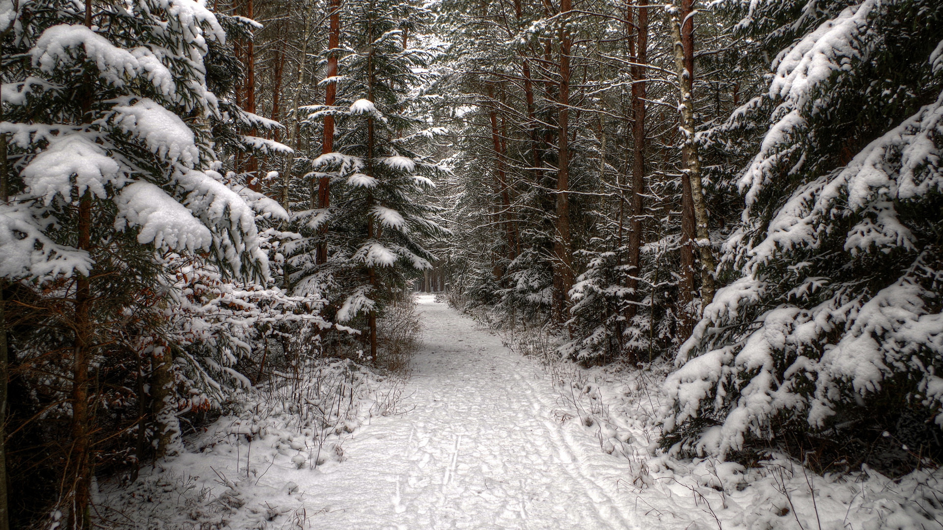 природа, лес, зима, снег, дорога, ель