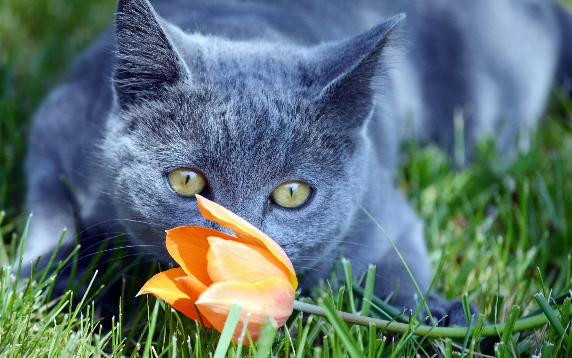 кот, цветок