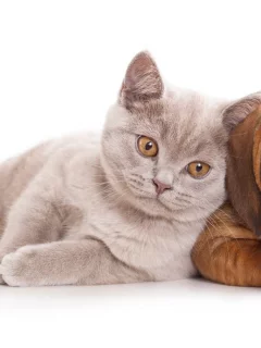 щенок, котёнок, животные