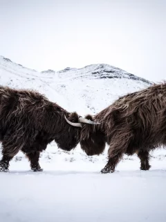 снег, зима, быки