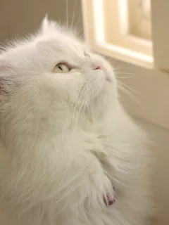 кот, взгляд вверх