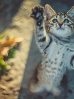 котёнок, маленький