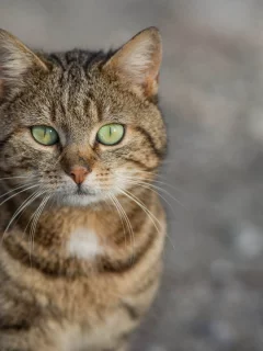 кот, взгляд