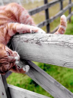 кот, рыжий, на заборе
