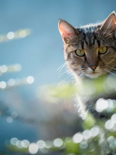 кот, взгляд