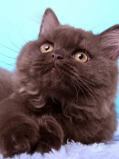 кот, лежит, взгляд