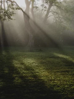 природа, лес, рассвет