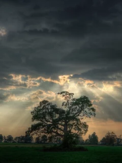 пейзаж, облака, лес, дерево, рассвет