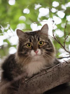 кот, взгляд, усы