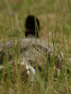 кот, полосатый, трава