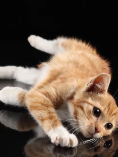 кот, взгляд, усы