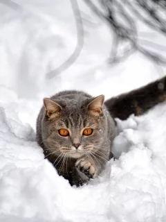 кот, взгляд, усы, снег, сугроб