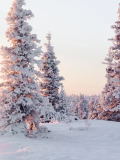 зима, снег, деревья