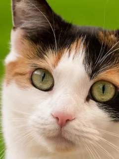 кошка, взгляд, животное
