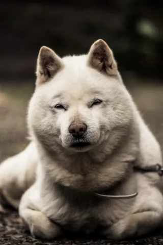 собака, животное