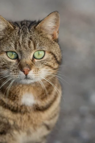 кот, взгляд