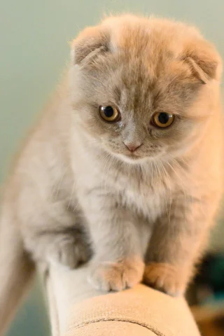 котенок, взгляд, британец