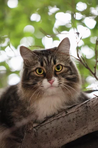 кот, взгляд, усы
