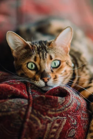 кошка, животные, взгляд, уши