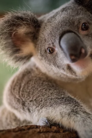 коала, дерево