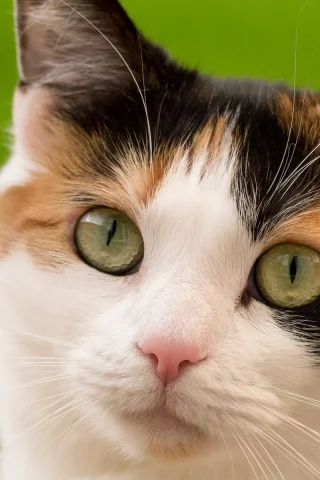 кошка, взгляд, животное