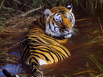 тигр, хищник, лежит в воде