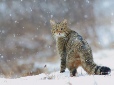 кот, взгляд, снег, зима