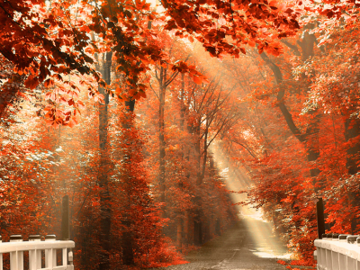 лес, деревья, осень, мост
