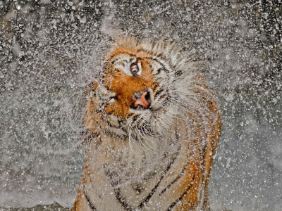 тигр, вода, брызги