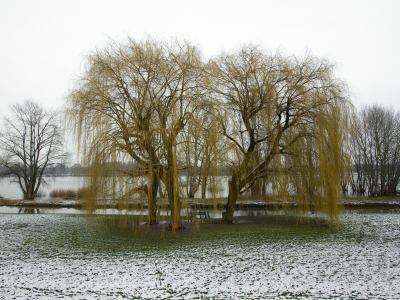 деревья, вода, снег