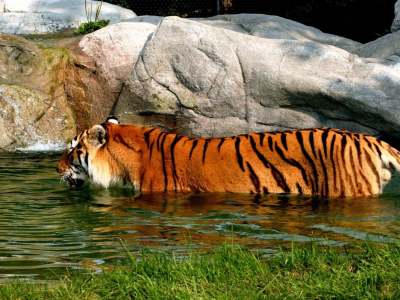 тигр, хищник, в воде