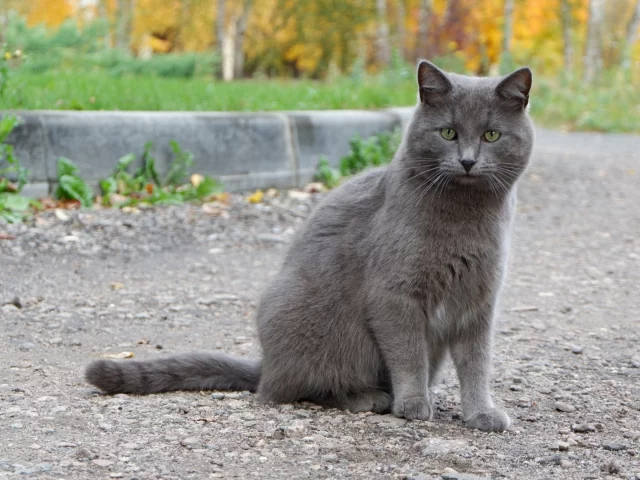 кот, взгляд, животное