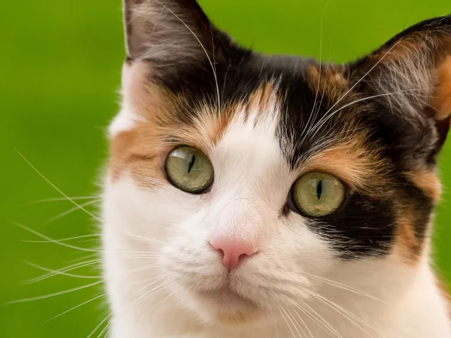 кошка, взгляд, животное