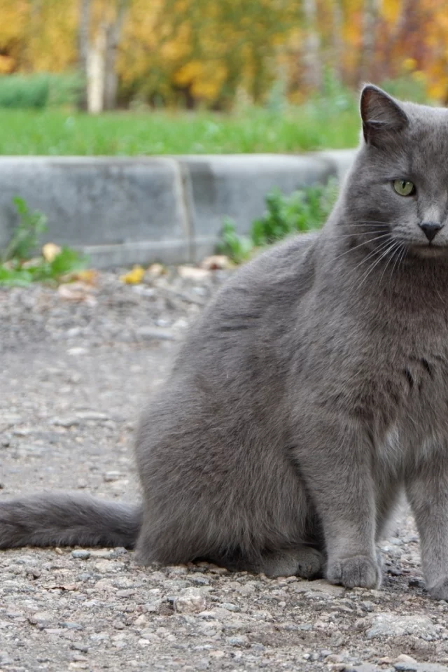 кот, взгляд, животное