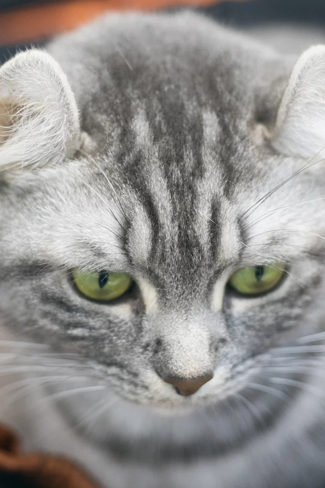 кот, взгляд, животное