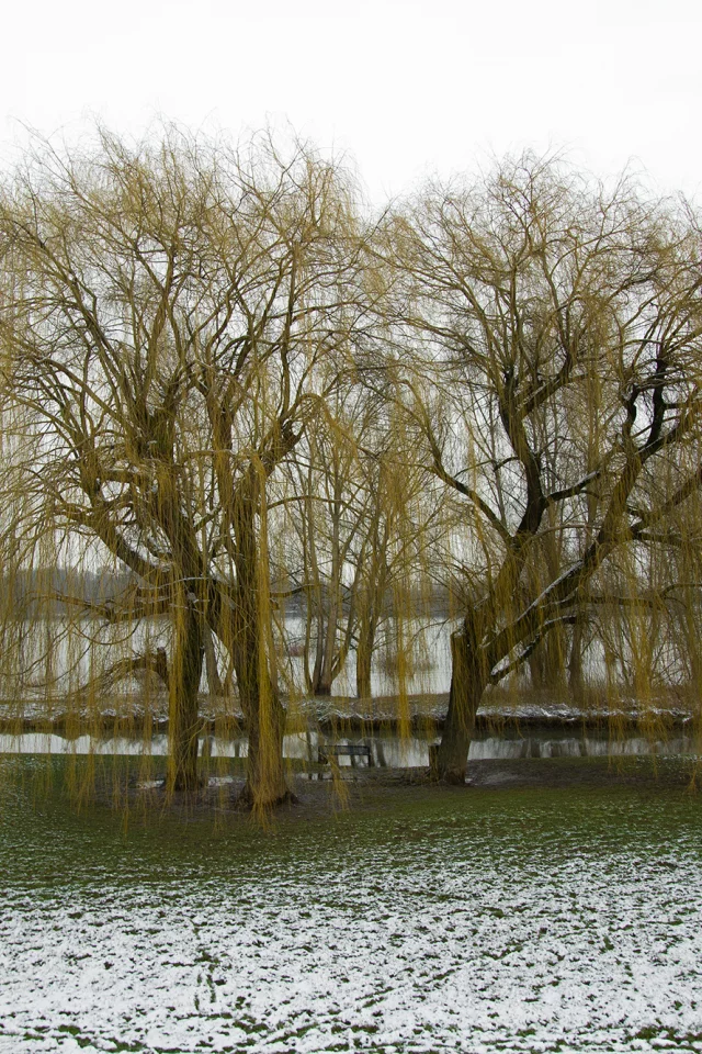 деревья, вода, снег