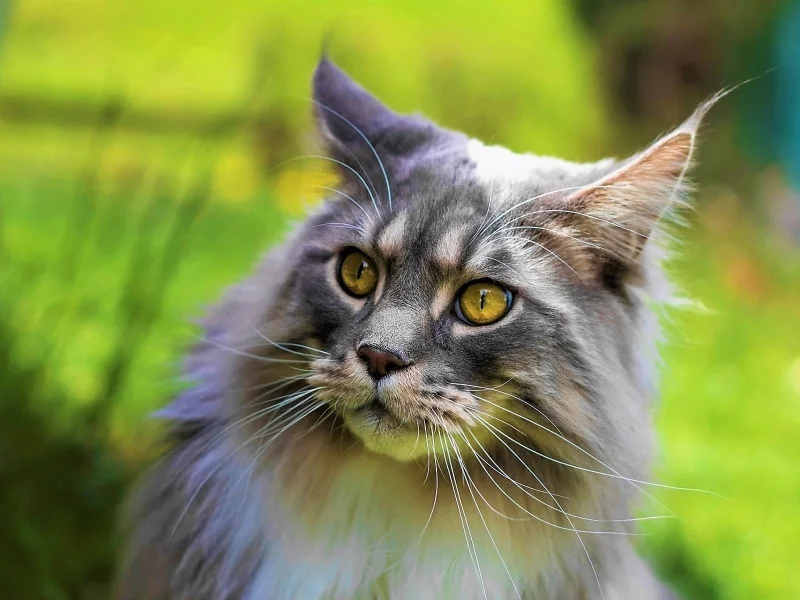 кот, взгляд, животное