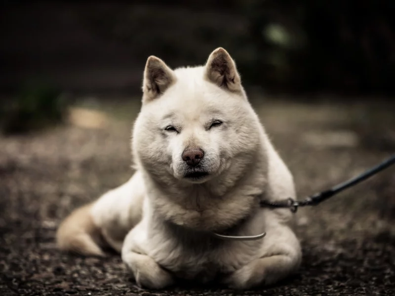 собака, животное